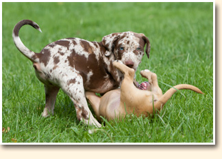 Hunde-Welpen-Schule
