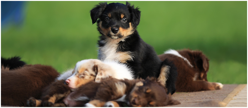 Dogtime Hundeschule Rheinbach