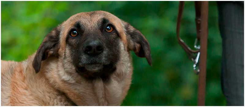 Hundeschule Einzelberatung